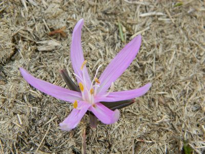 Colchicum bulbocodium, photographed by Louis Imbeau
