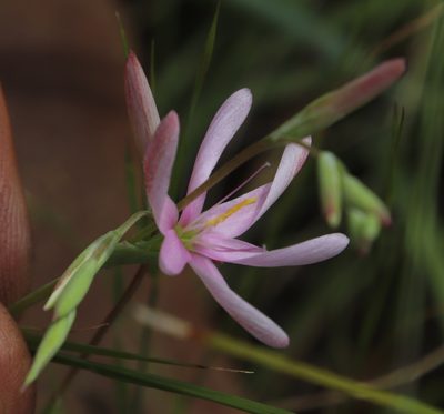 Hesperantha baurii, photographed by Tony Rebelo