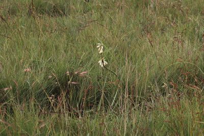 Watsonia watsonioides, photographed by Tony Rebelo