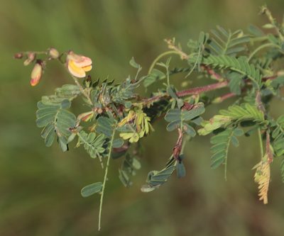 Aeschynomene rehmannii, photographed by Tony Rebelo
