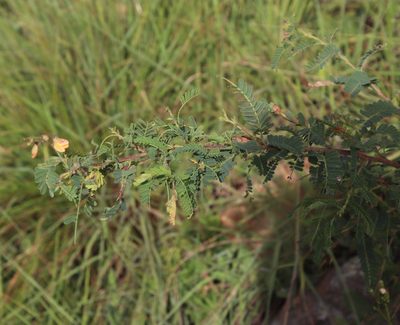 Aeschynomene rehmannii, photographed by Tony Rebelo