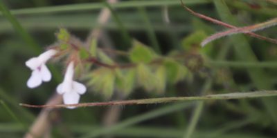 Stachys natalensis, photographed by Tony Rebelo