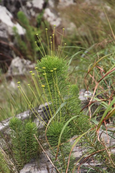 Euryops pedunculatus, photographed by Tony Rebelo