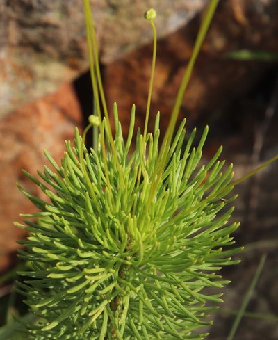 Euryops pedunculatus, photographed by Tony Rebelo
