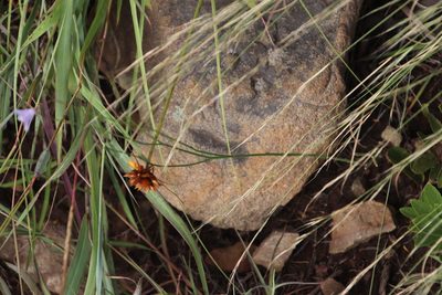 Cyperus sphaerocephalus, photographed by Tony Rebelo