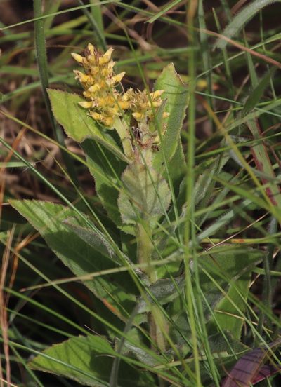 Cyphia elata, photographed by Tony Rebelo