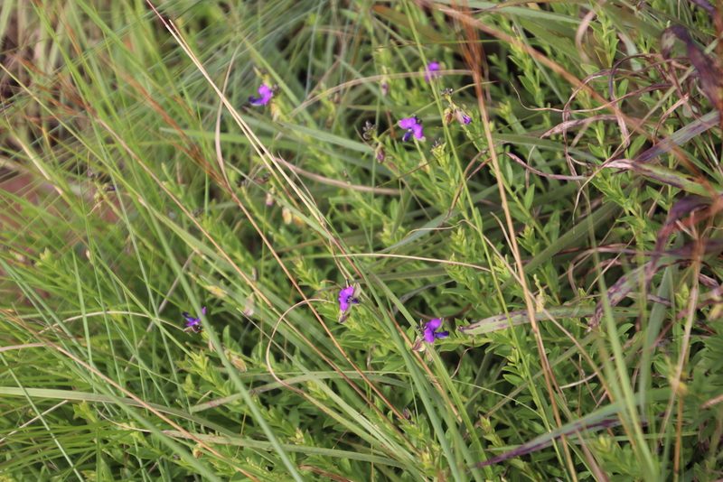 Polygala gracilenta, photographed by Tony Rebelo