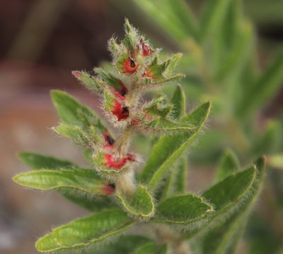 Acalypha caperonioides, photographed by Tony Rebelo