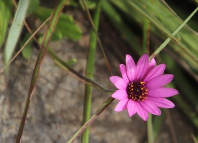 Dimorphotheca jucunda, photographed by Tony Rebelo