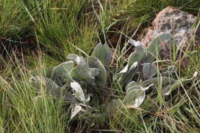 Helichrysum acutatum, photographed by Tony Rebelo