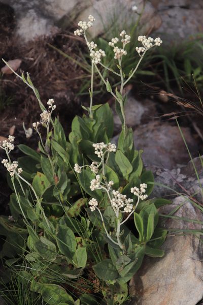 Helichrysum platypterum, photographed by Tony Rebelo