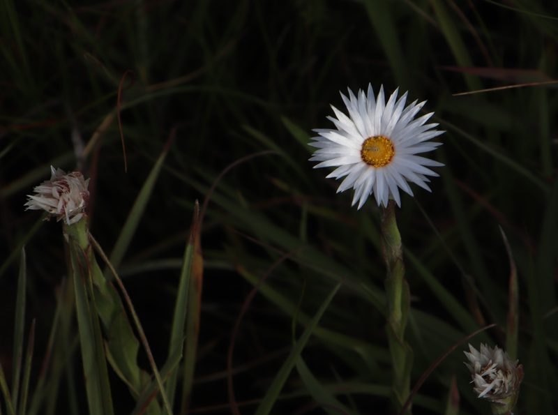 Helichrysum monticola, photographed by Tony Rebelo