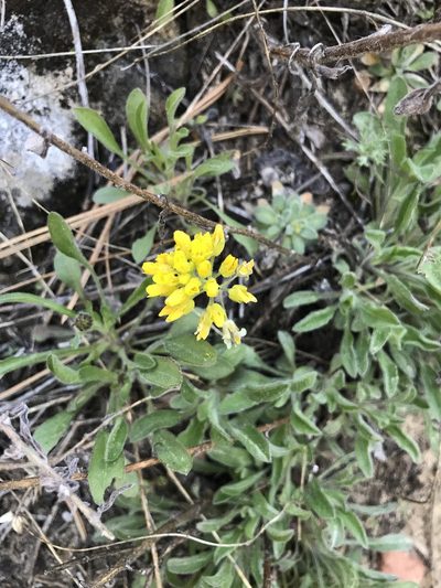 Draba asprella, photographed by brettaugust