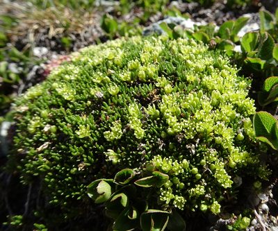Cherleria sedoides, photographed by Fabien Anthelme