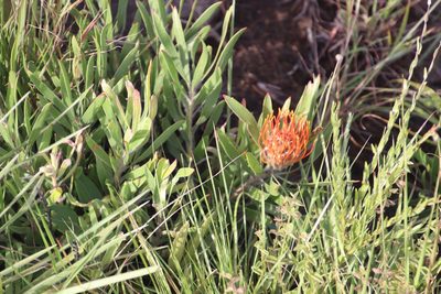 Leucospermum gerrardii, photographed by Tony Rebelo