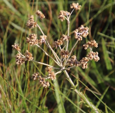 Helichrysum miconiifolium, photographed by Tony Rebelo