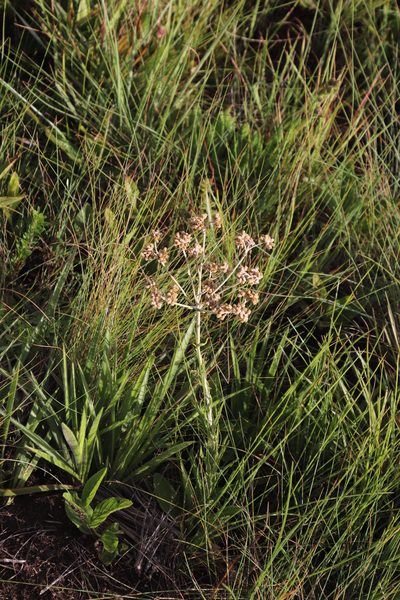 Helichrysum miconiifolium, photographed by Tony Rebelo