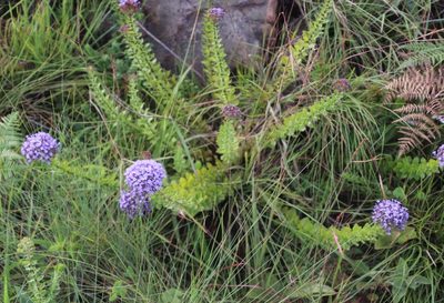 Tetraselago longituba, photographed by Tony Rebelo