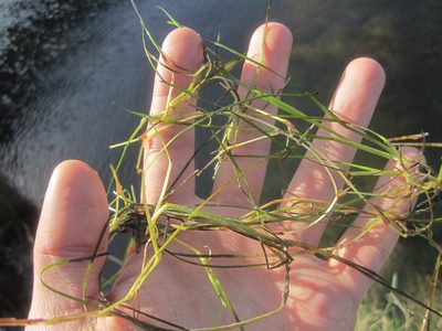 Ruppia cirrhosa, photographed by Duarte Frade