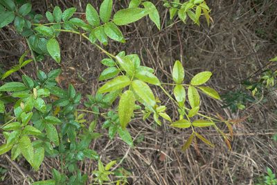Rosa indica, photographed by Cheng-Tao Lin