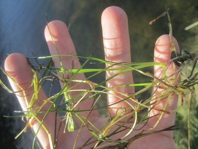 Ruppia cirrhosa, photographed by Duarte Frade