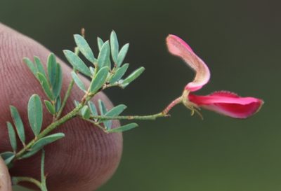 Indigofera tristoides, photographed by Tony Rebelo