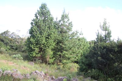 Pinus patula, photographed by Tony Rebelo