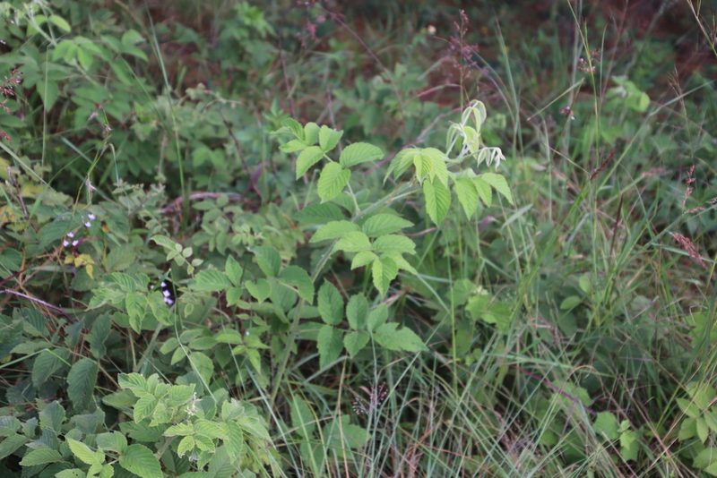 Rubus apetalus, photographed by Tony Rebelo
