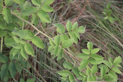 Rubus apetalus, photographed by Tony Rebelo