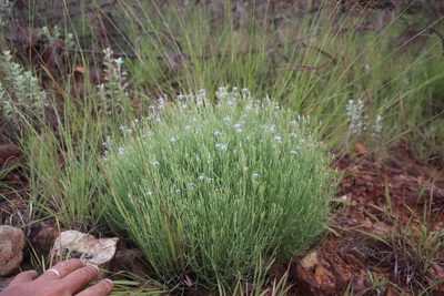 Wahlenbergia magaliesbergensis, photographed by Tony Rebelo