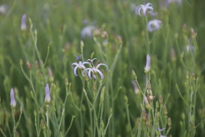 Wahlenbergia magaliesbergensis, photographed by Tony Rebelo