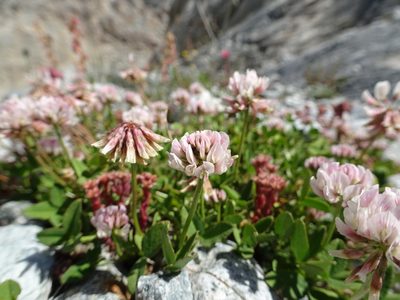 Trifolium pallescens, photographed by Fabien Anthelme