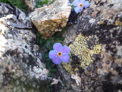 Eritrichium nanum, photographed by Fabien Anthelme