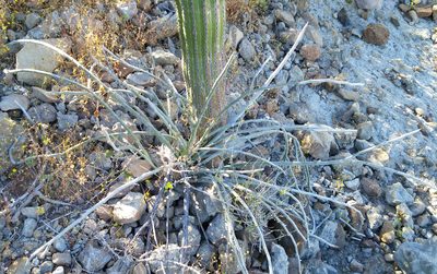 Euphorbia lomelii, photographed by Kristof Zyskowski