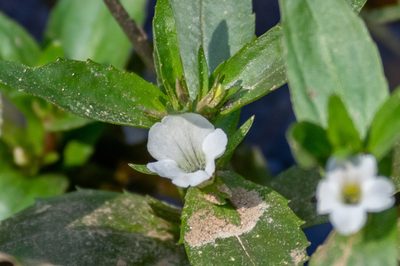 Gratiola neglecta, photographed by Niki Robertson