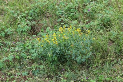 Baptisia sphaerocarpa, photographed by Rich Sommer