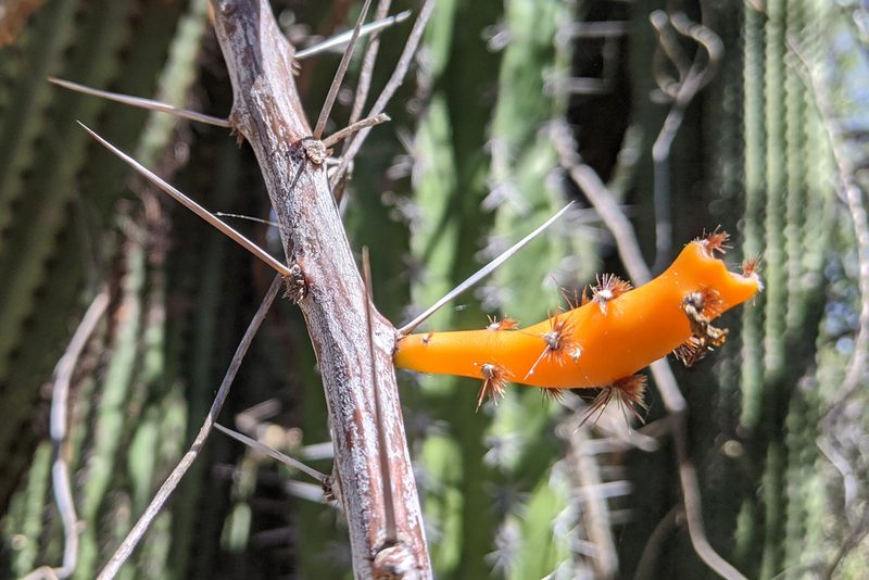 Pereskiopsis porteri, photographed by Kristof Zyskowski