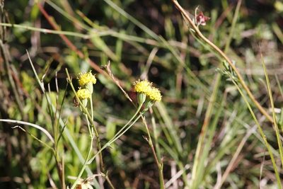 Senecio othonniflorus, photographed by Karen Eichholz