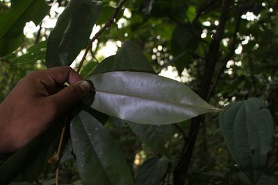 Cullenia exarillata, photographed by Siddarth Machado