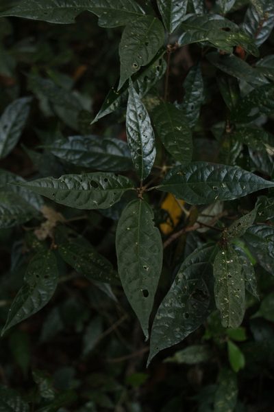 Croton zeylanicus, photographed by Siddarth Machado
