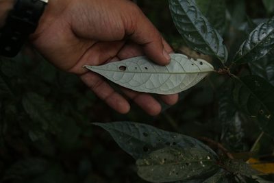 Croton zeylanicus, photographed by Siddarth Machado