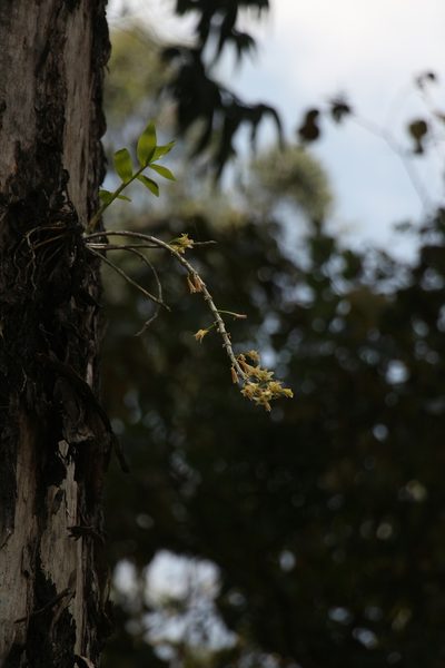 Dendrobium macrostachyum, photographed by Siddarth Machado