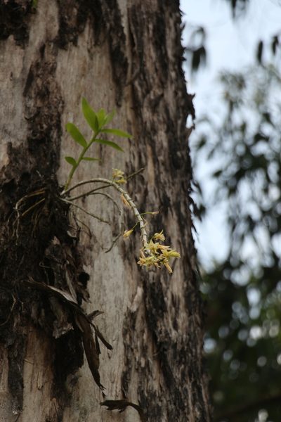 Dendrobium macrostachyum, photographed by Siddarth Machado