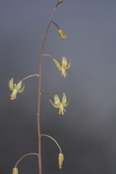 Indurgia indica, photographed by S.MORE