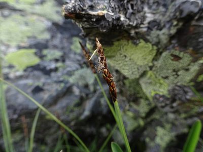 Carex rupestris, photographed by Fabien Anthelme