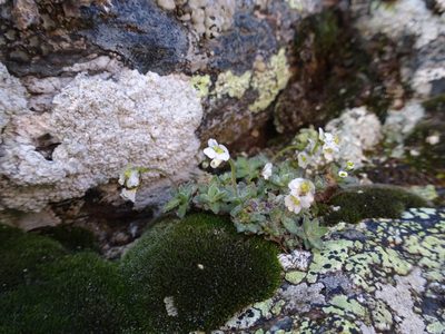Draba dubia, photographed by Fabien Anthelme