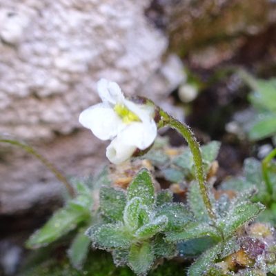Draba dubia, photographed by Fabien Anthelme