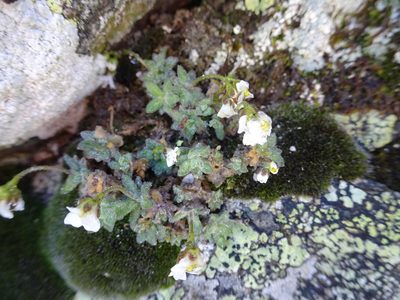 Draba dubia, photographed by Fabien Anthelme