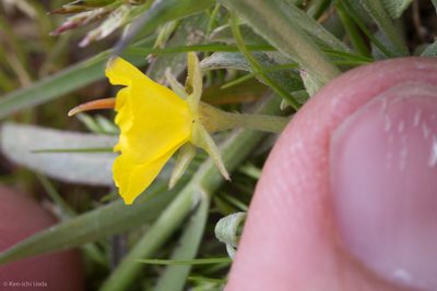 Camissoniopsis pallida, photographed by Ken-ichi Ueda
