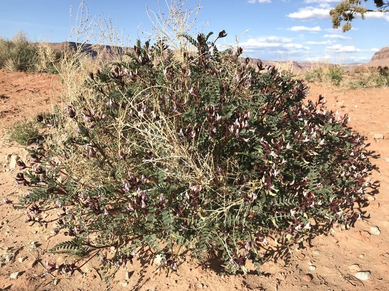 Astragalus preussii, photographed by Robbie Hannawacker